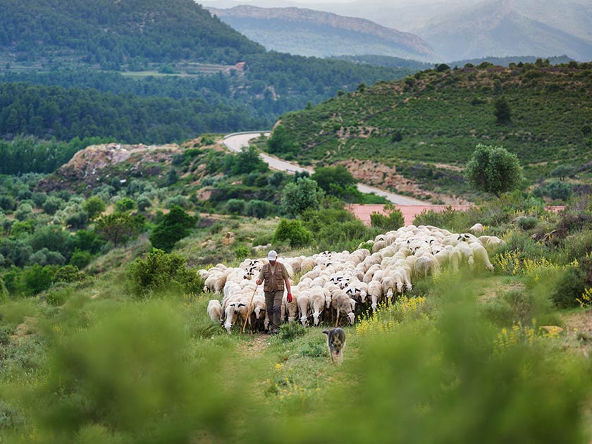 Ganado de Ternasco de Aragón