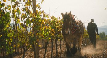 Caminos de vino y cocina en Cataluña
