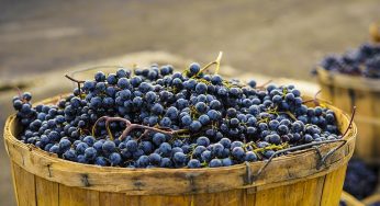12 tintos de garnacha notables por menos de 20 euros