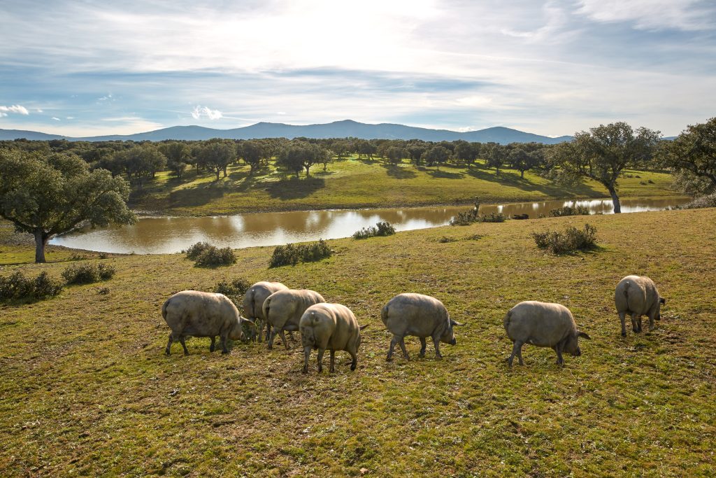 Montanera del cerdo Ibérico