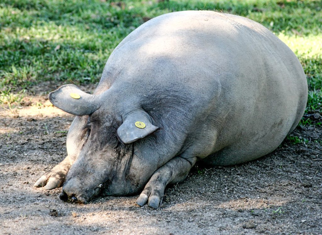 Cerdo ibérico en montanera