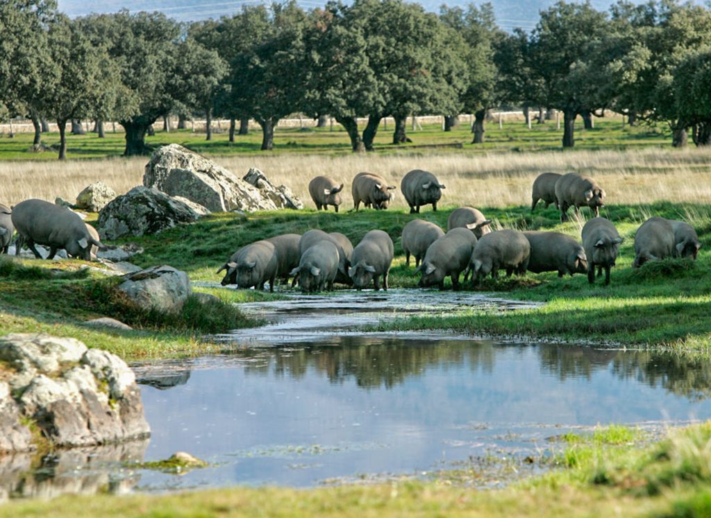 Montanera del cerdo ibérico