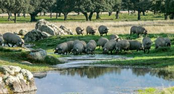 ¿Puede haber cerdo ibérico sin montanera?