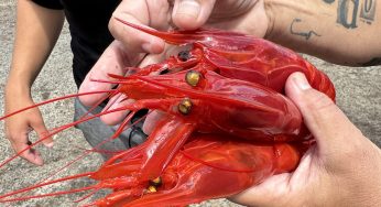 Carabineros de La Santa