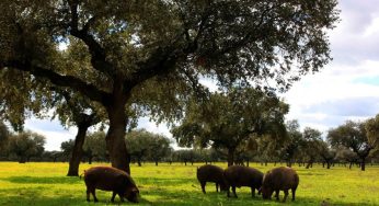 Cómo distinguir un buen jamón ibérico de bellota