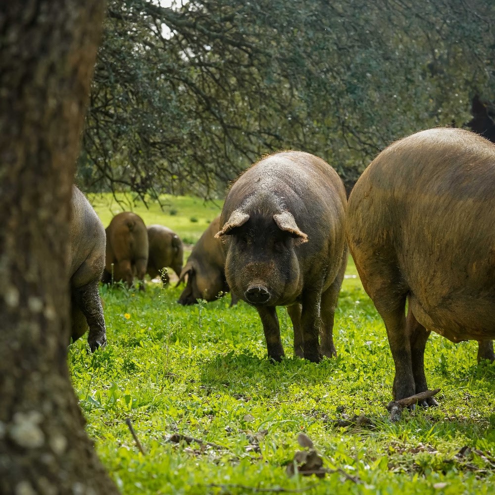 Cerdos ibéricos en la dehesa. Monte Nevado