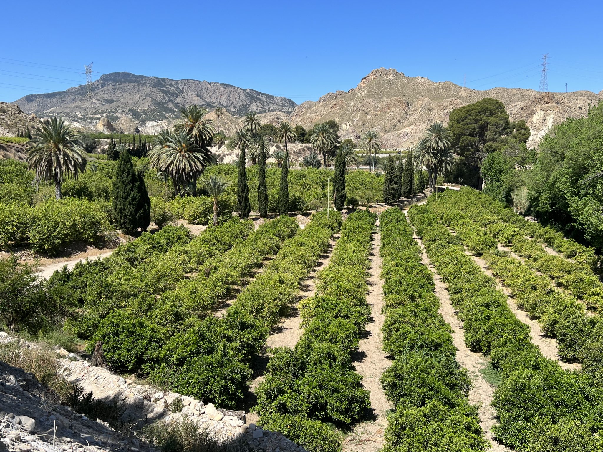 Murcia: huerta de cítricos