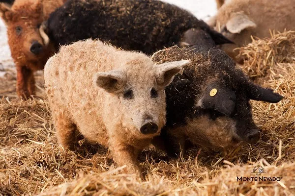 Cerdos de la raza mangalica Monte Nevado