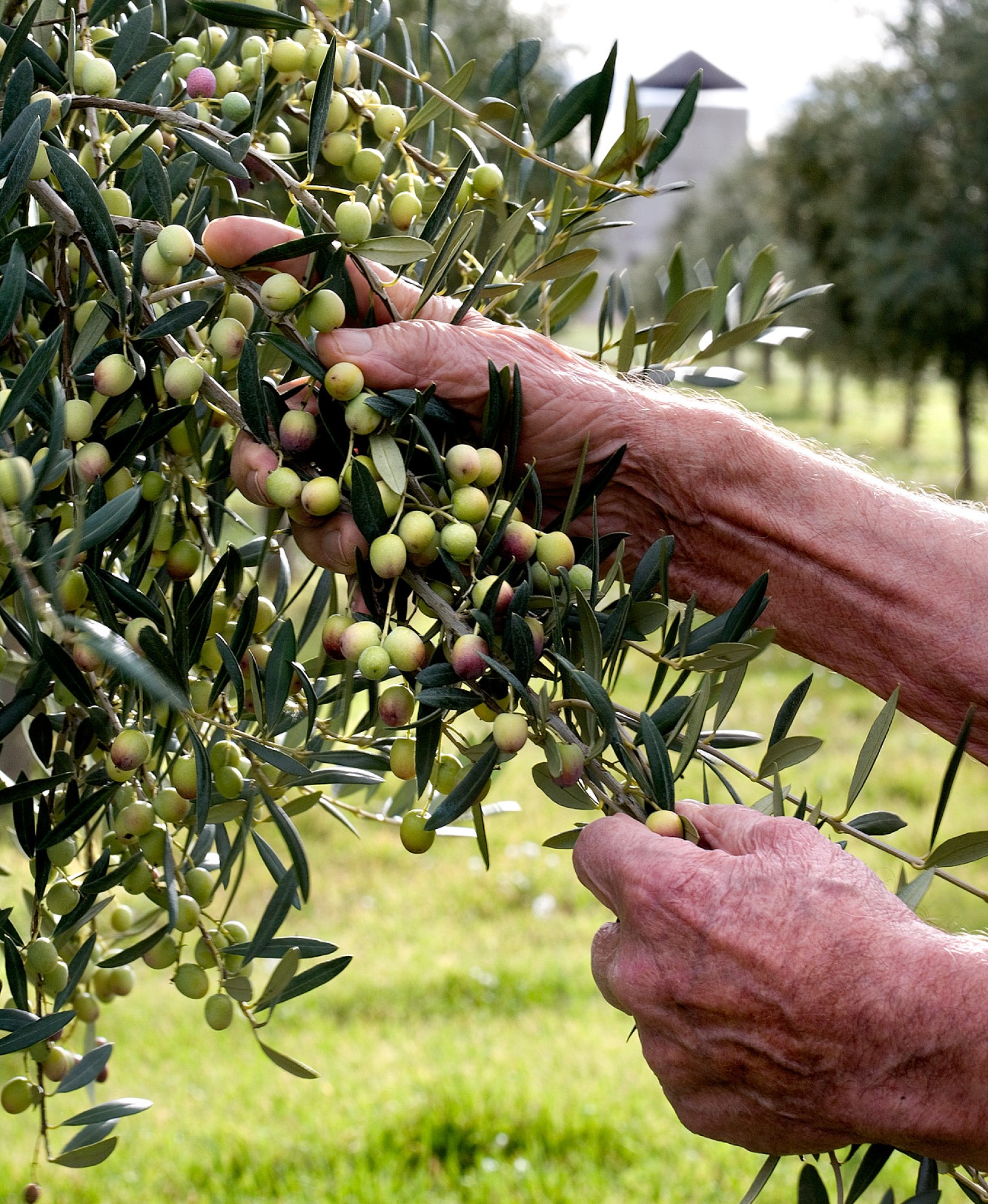 Grandes Pagos de Olivar